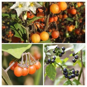 Wonderberry válogatáscsomag - 3 fajta, , vetőmag, akció, kedvezmény